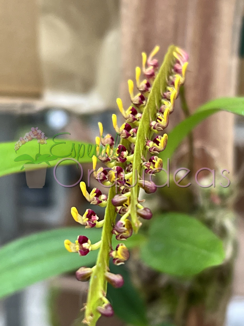 BULBOPHYLLUM FALCATUM (FLOR MICRO)