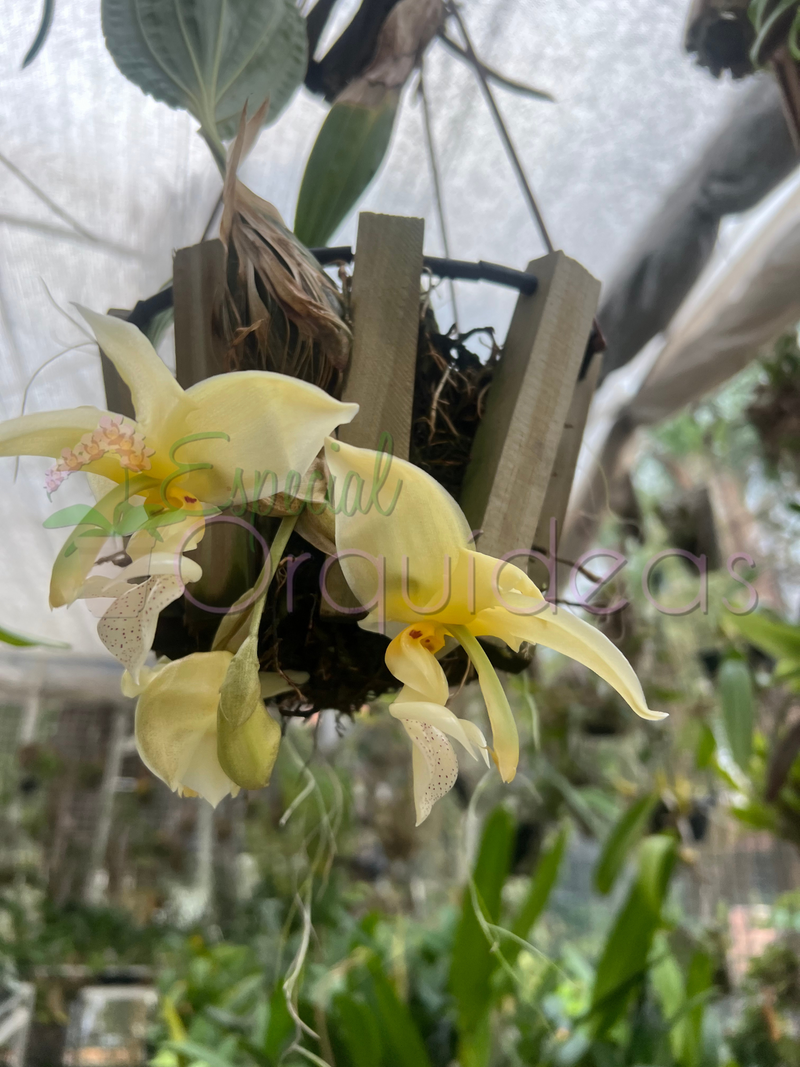 STANHOPEA GRAVEOLENS