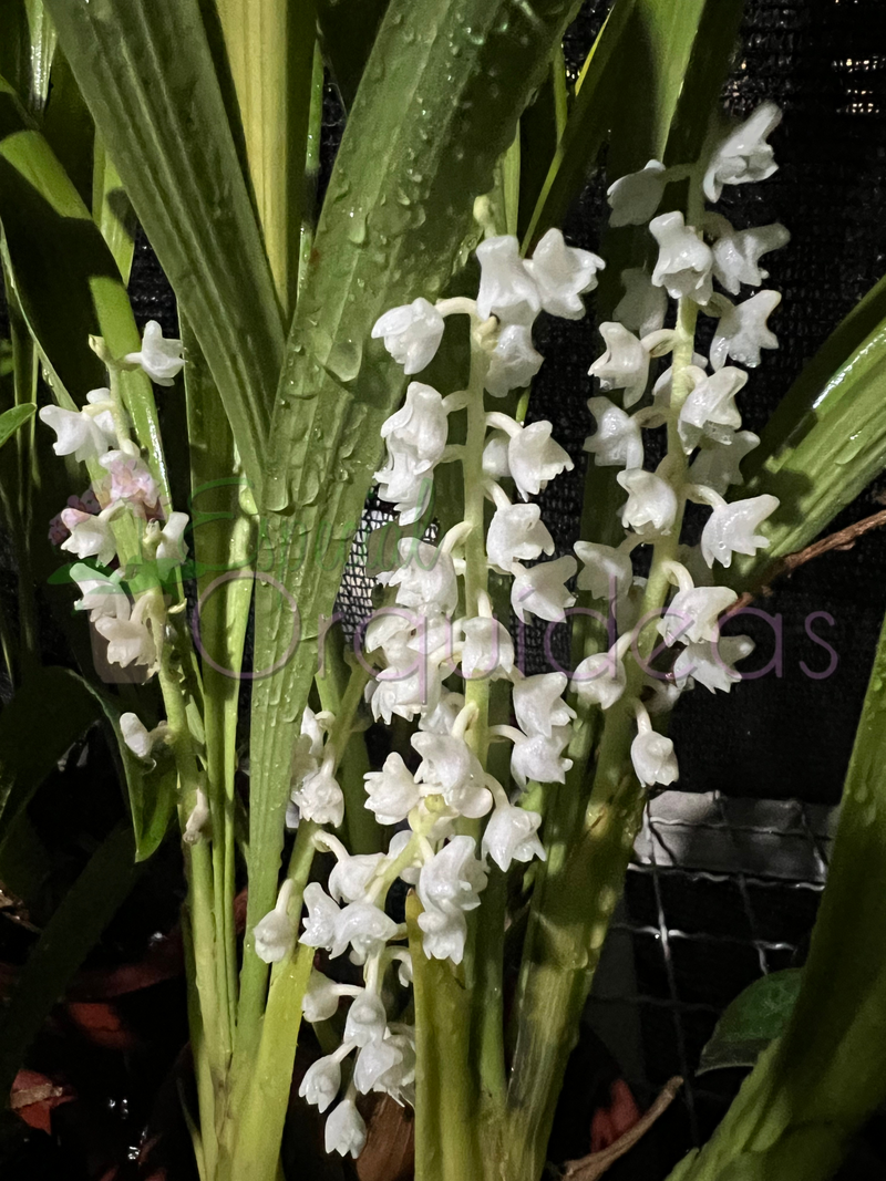 ERIA HYACINTOIDES