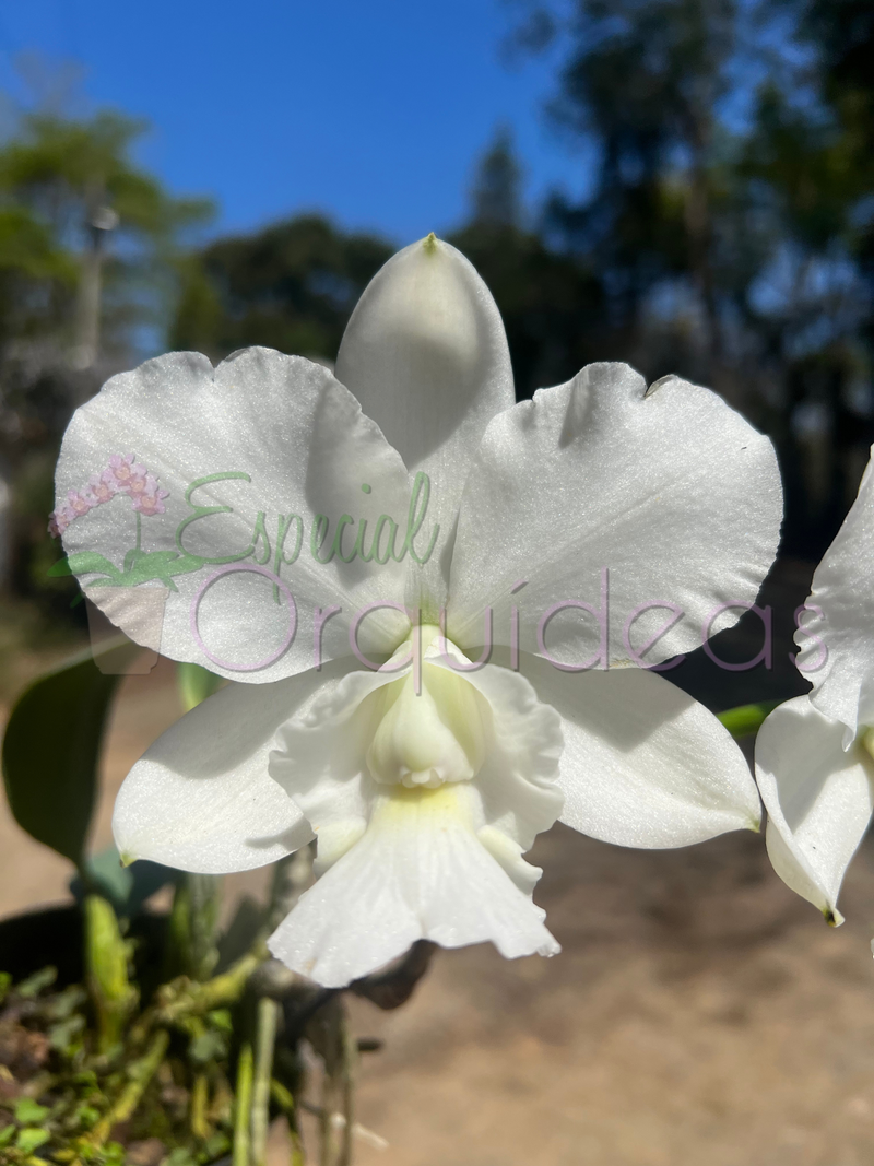 Cattleya aloha case ALBA raridade