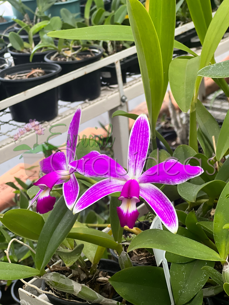 CATTLEYA VIOLACEA FLAMEA