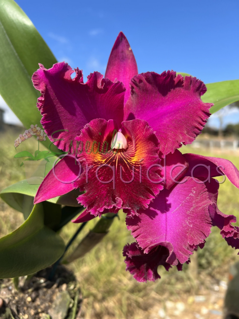 CATTLEYA CHIA LIN NEW CITY (ADULTA)