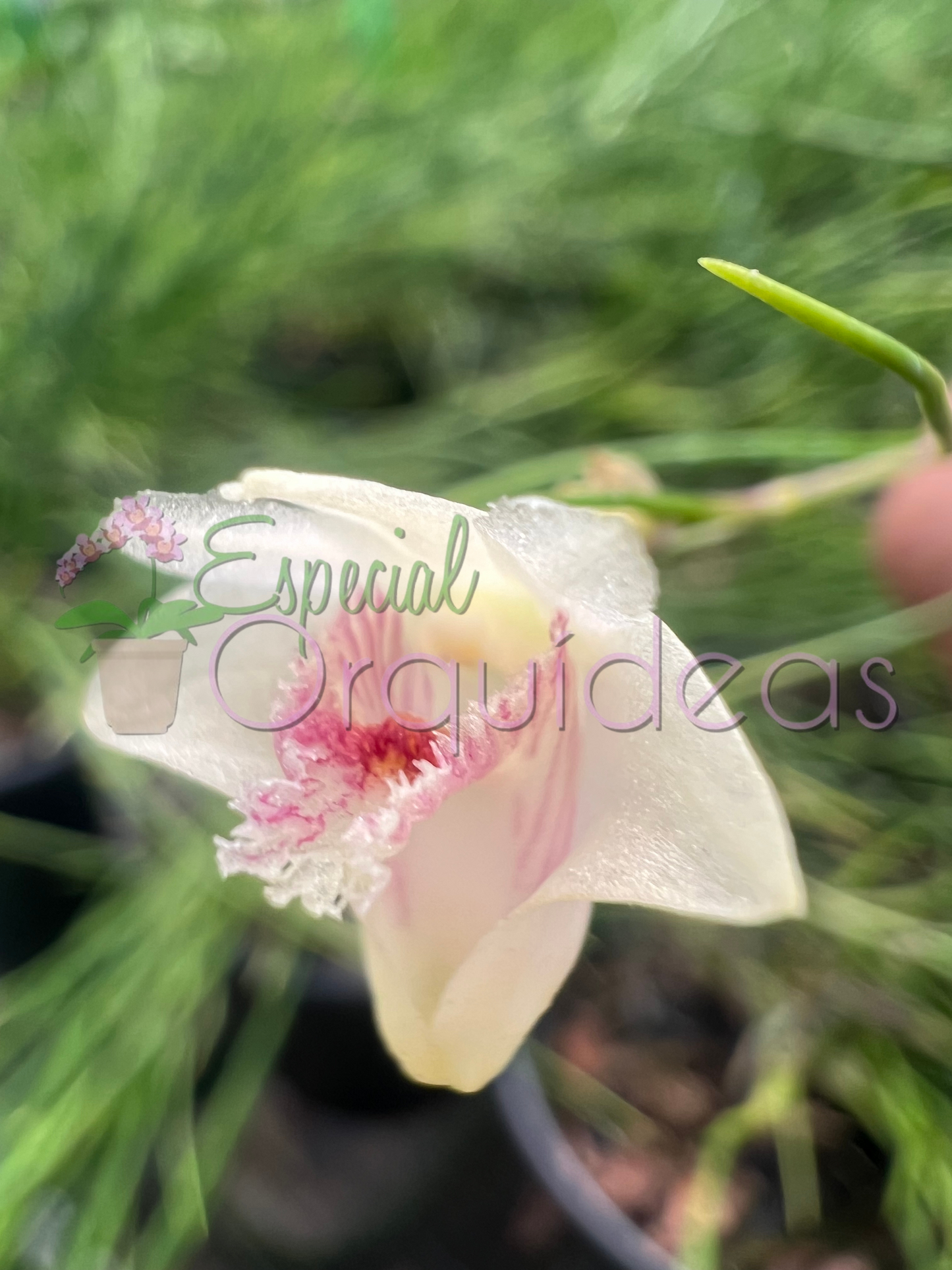 DENDROBIUM SECTION APORUM