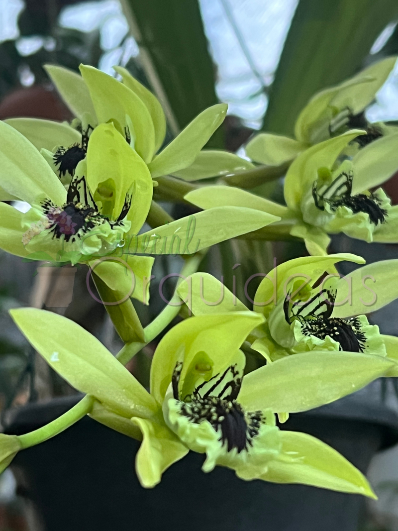 COELOGYNE PANDURATA