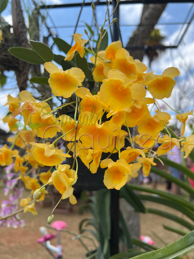 DENDROBIUM AGREGATUM (ENTOUCERADAS)