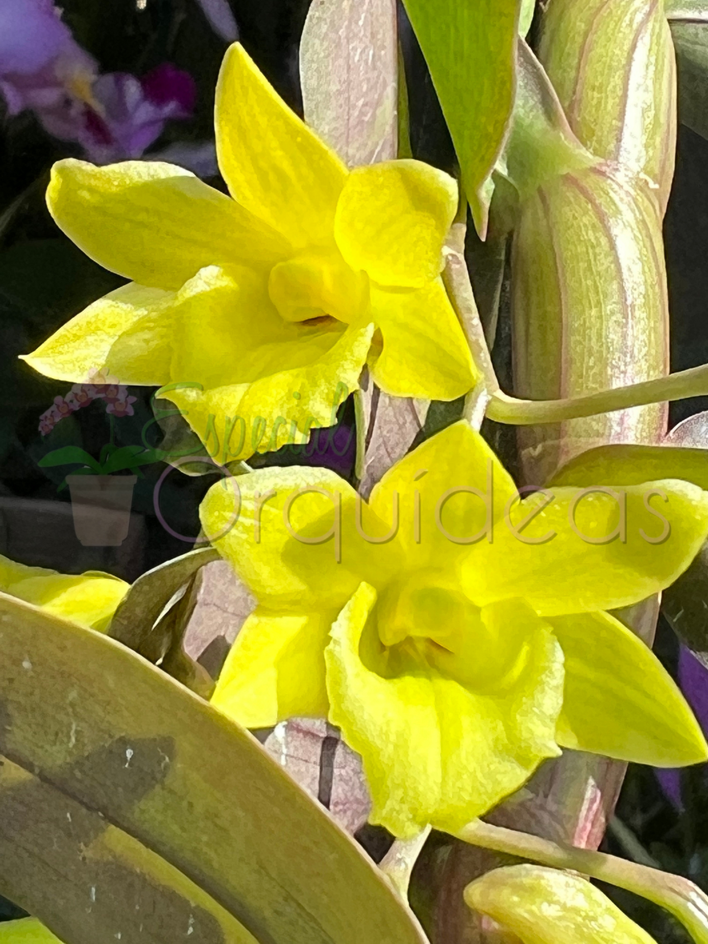 Dendrobium cerinum espécie da thailandia linda flor