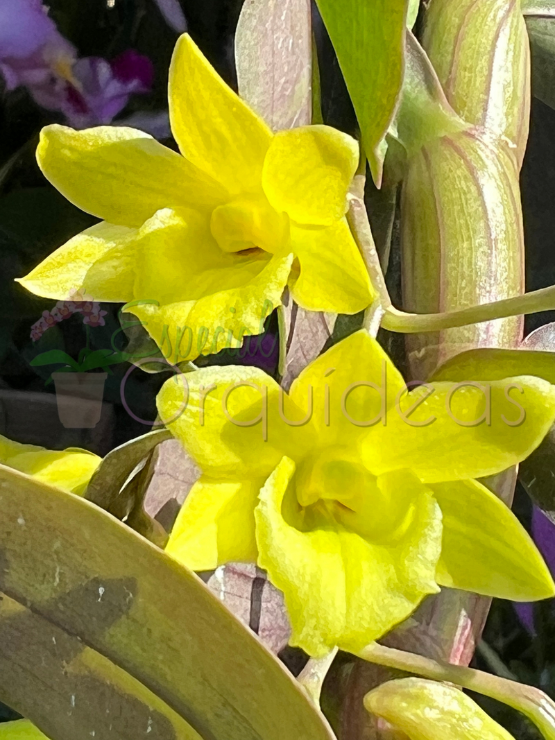 Dendrobium cerinum espécie da thailandia linda flor