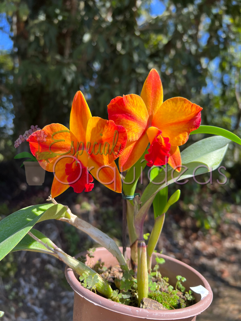 CATTLEYA AYRTON SENNA CACHEPÔ