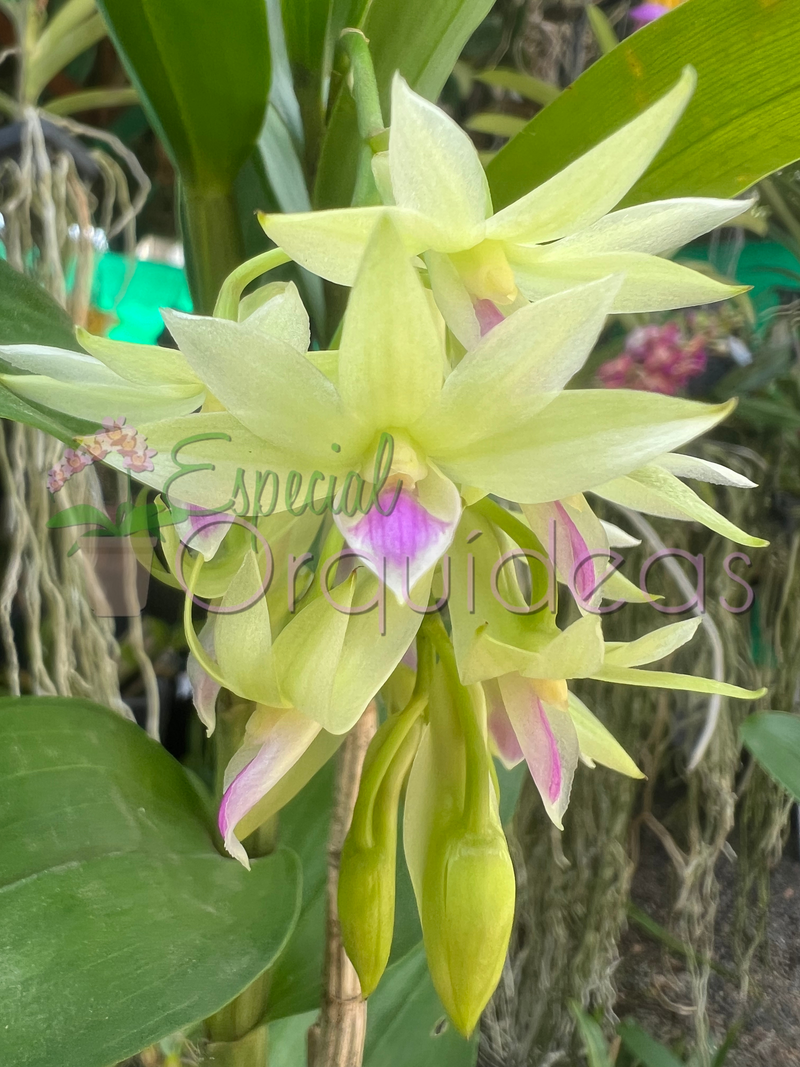 DENDROBIUM AMETISTOGLOSSUM