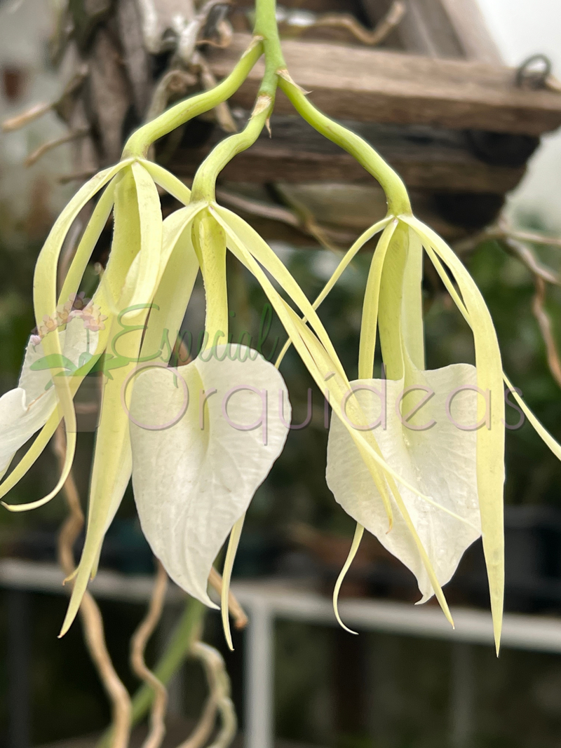 BRASSAVOLA NODOSA CACHEPO