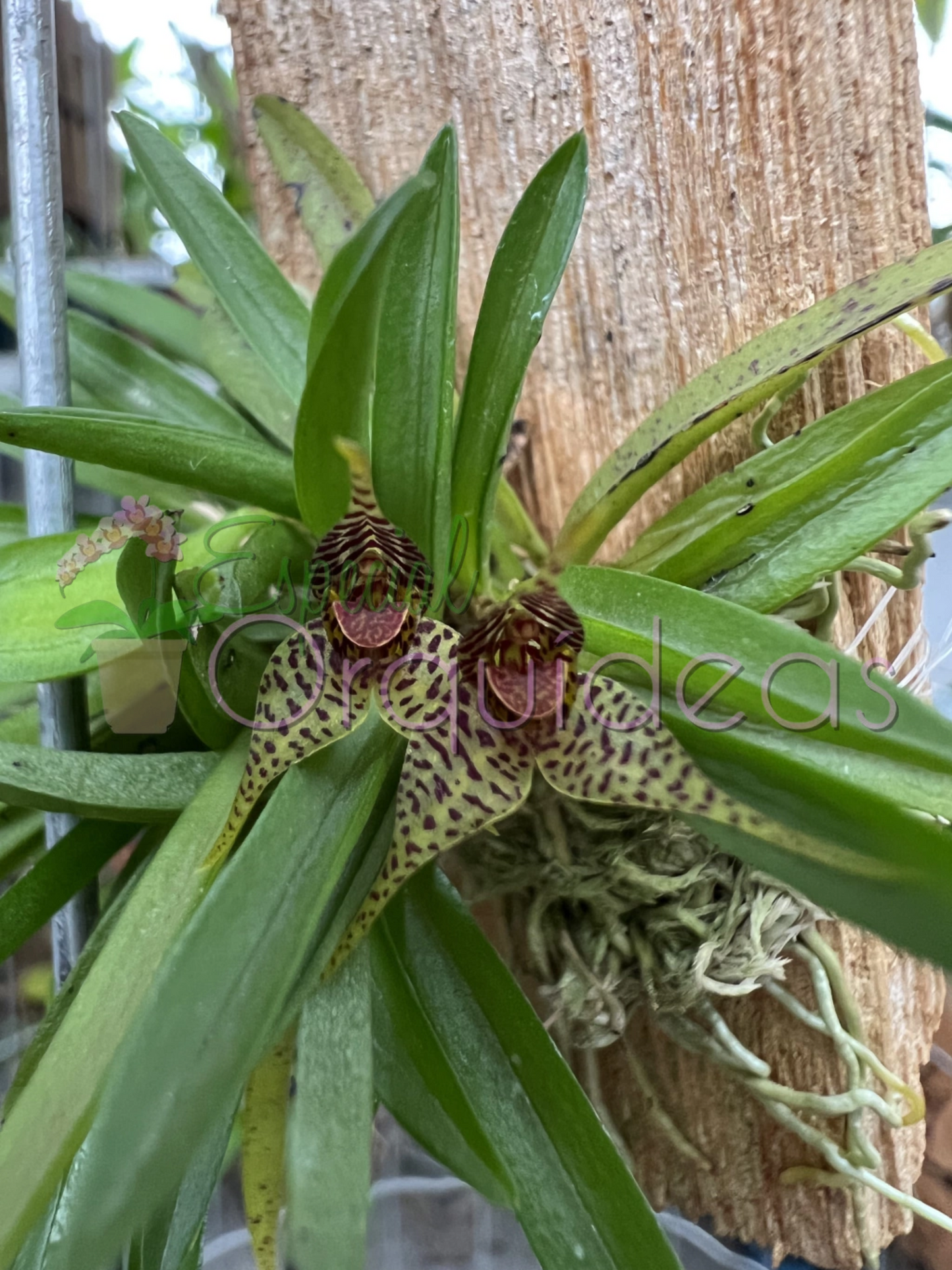 DRYADELLA ZEBRINA DE FLOR SENSACIONAL