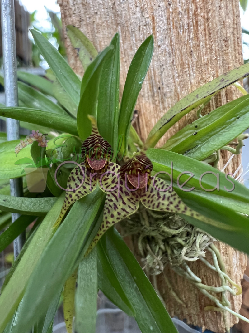 DRYADELLA ZEBRINA DE FLOR SENSACIONAL