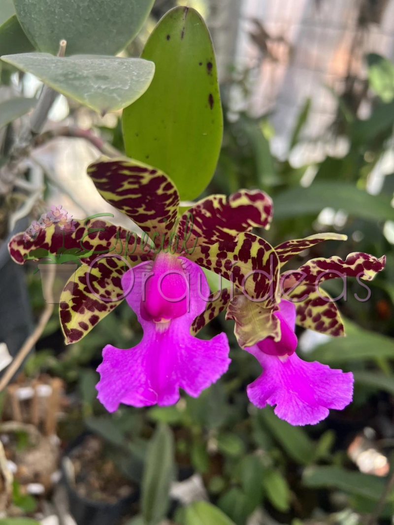 Cattleya aclandiae tipo (tom amarelado labelo pink)