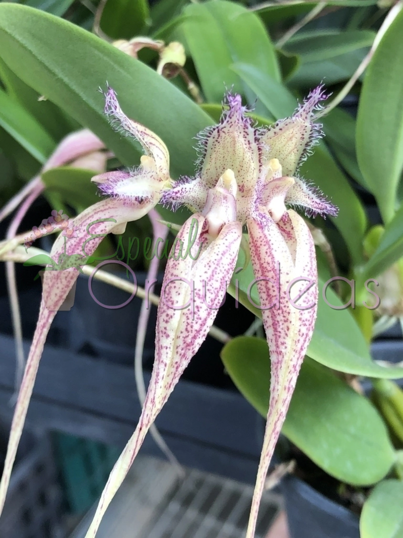 BULBOPHYLLUM SANGUINEOPUNCTATUM