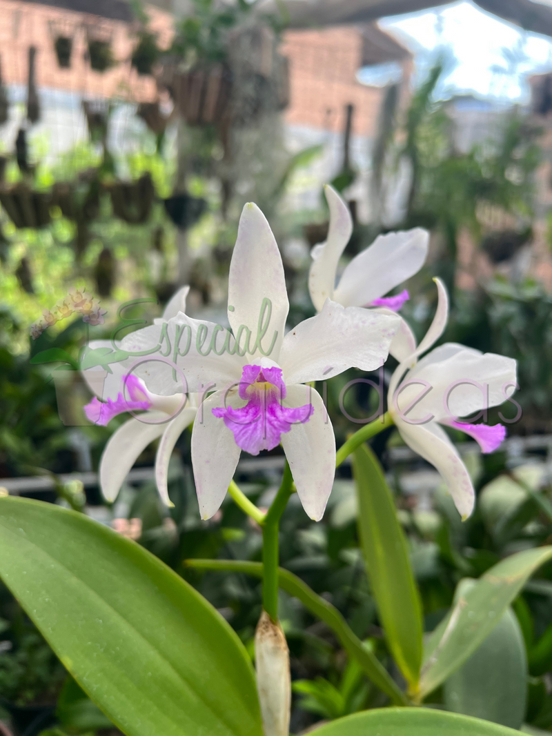 CATTLEYA AMETISTOGLOSSA SEMI ALBA