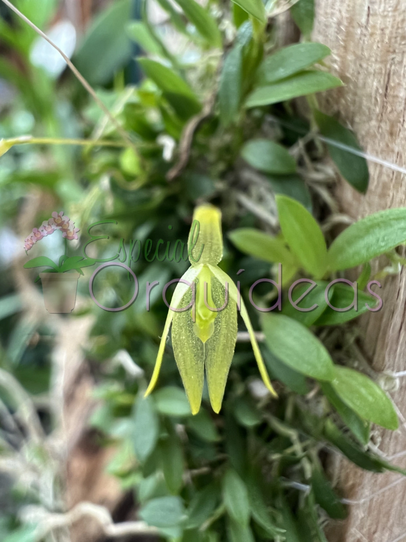 BARBOSSELA GARDNERII (FLOR MICRO)