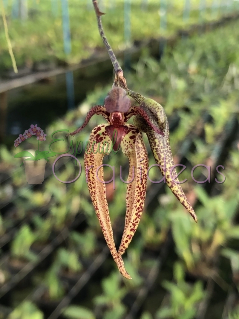 BULBOPHYLLUM LASIOCHILUM