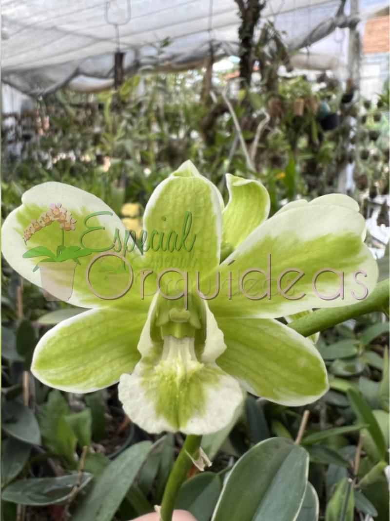 DENPHAL FLOR E VEGETAL VARIEGATA (PRÉ ADULTA)