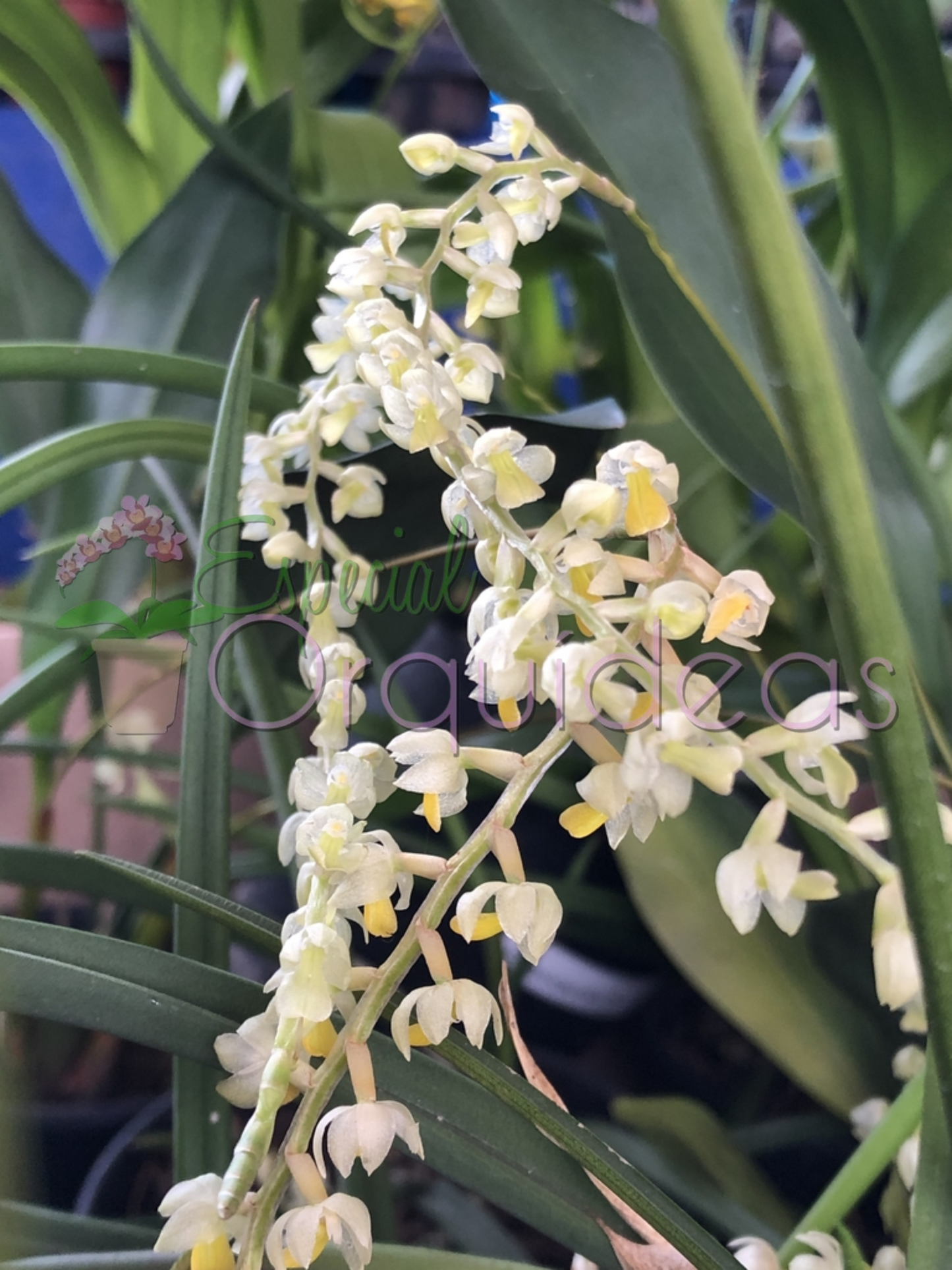 DENDROCHILUM COBBIANUM