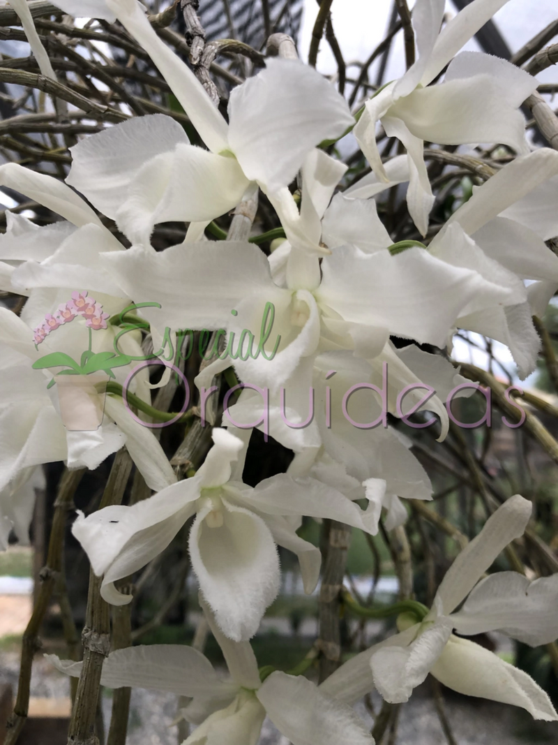 DENDROBIUM ANOSMUM ALBA