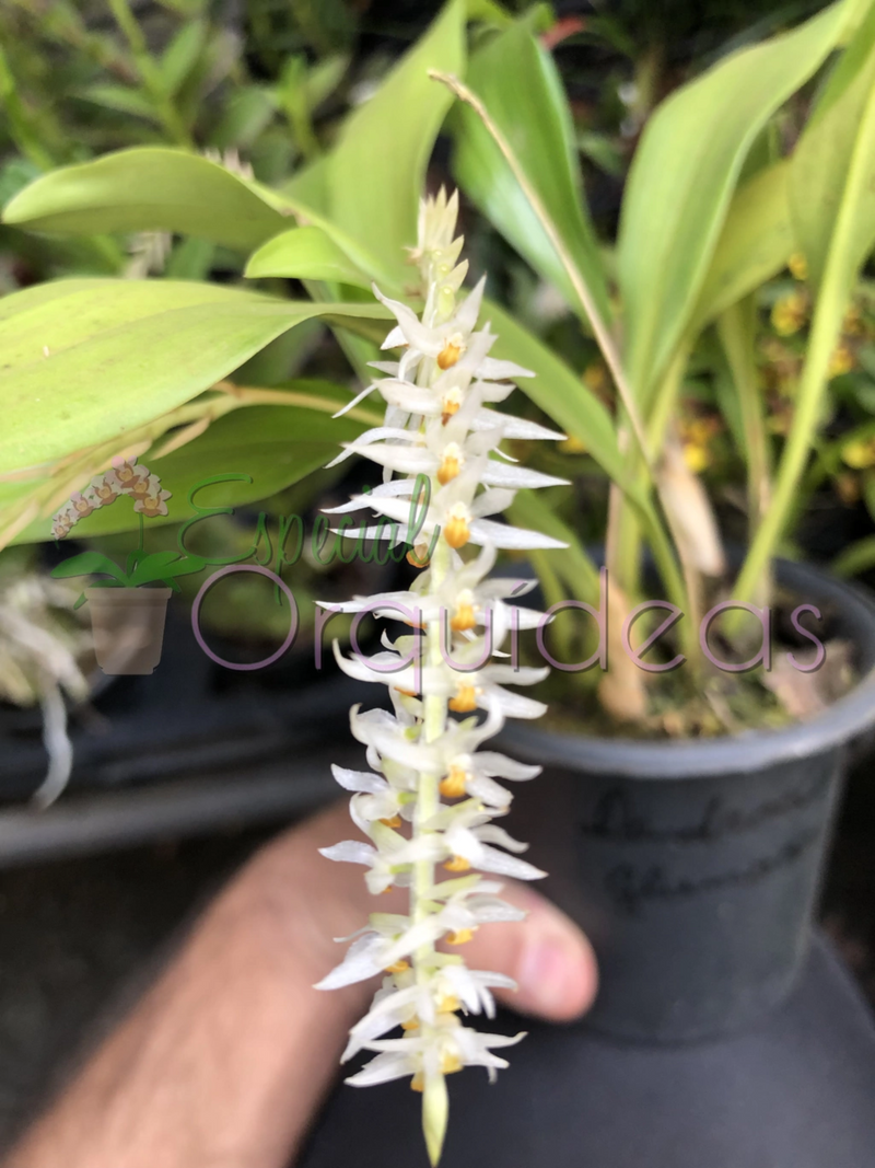 DENDROCHILUM GLUMACEUM