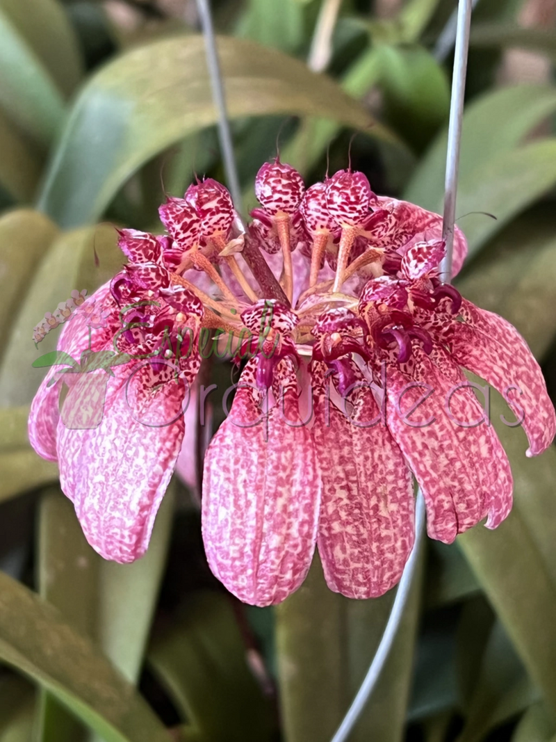 BULBOPHYLLUM EBERHARDTII