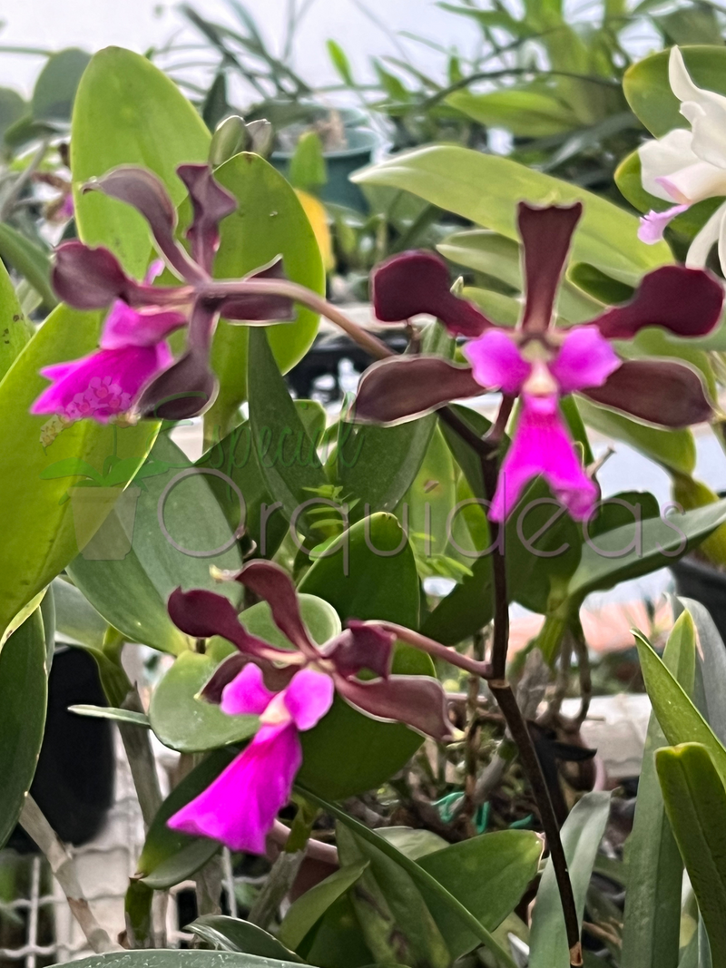 ENCYCLIA ATROPURPUREA X ADENOCAULA