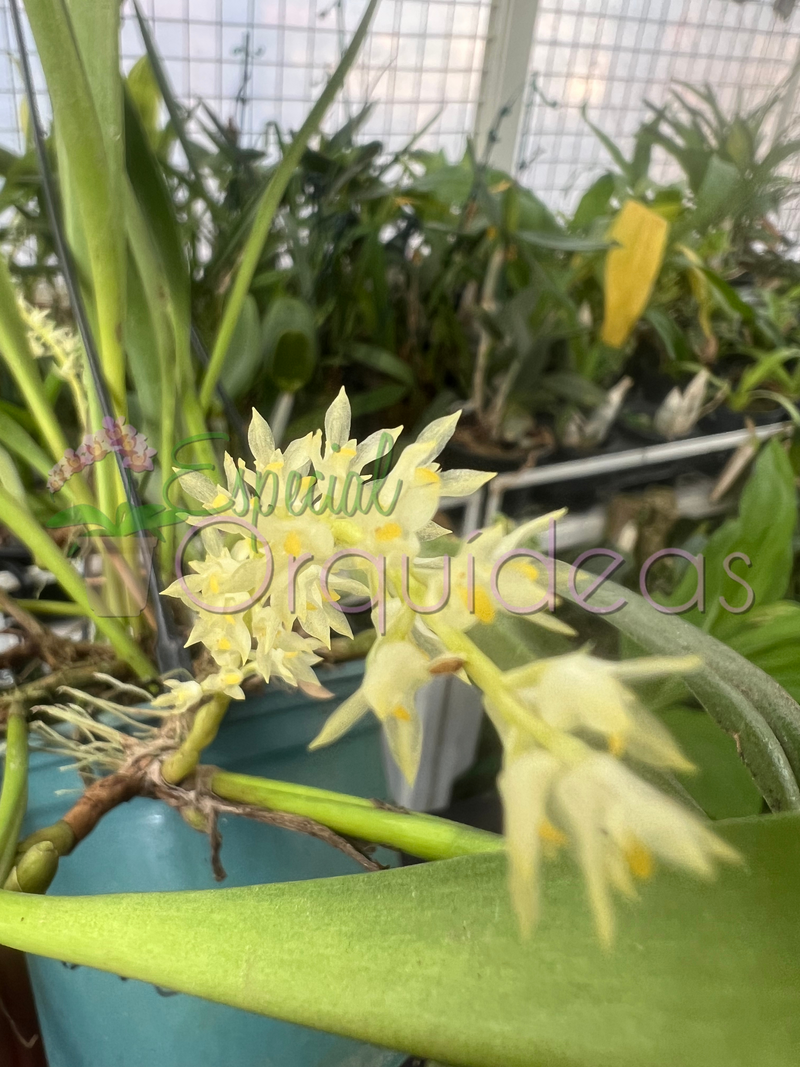 BULBOPHYLLUM GIBBOSUM