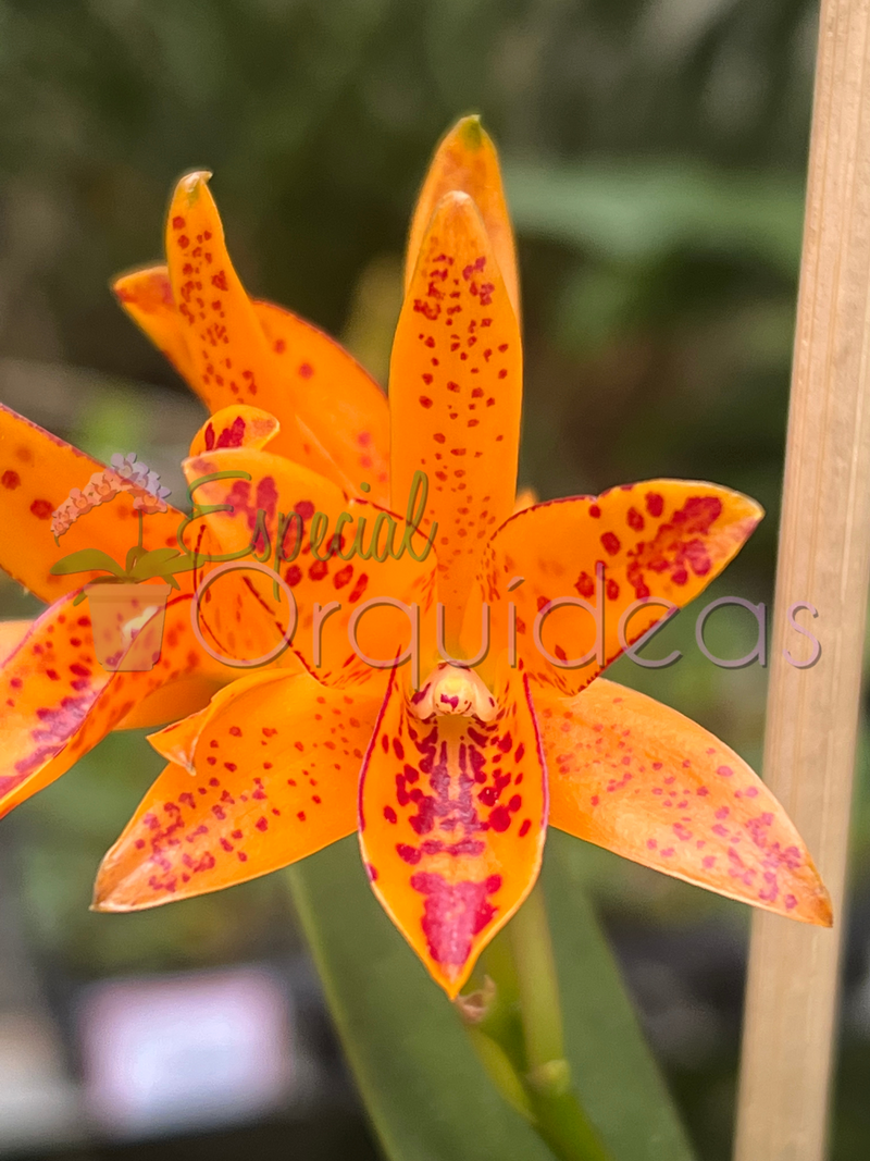 CATTLEYA AURANTIACA MICHIMA SPOTS