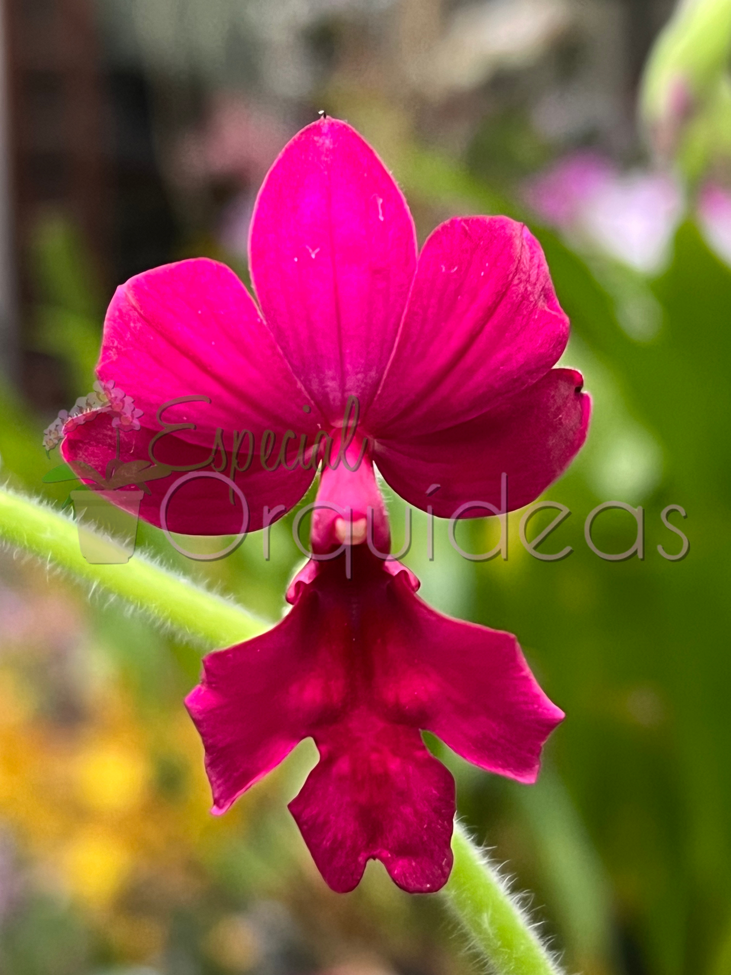 CALANTHE VESTITA RUBENS