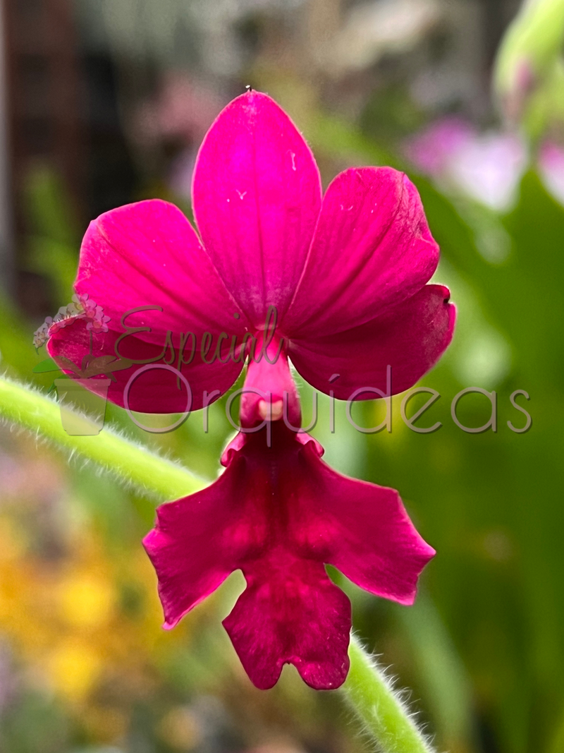 CALANTHE VESTITA RUBENS