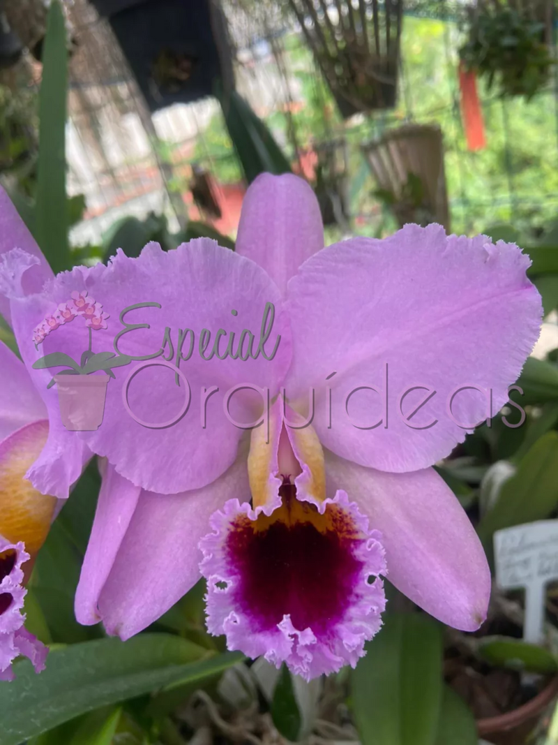 CATTLEYA PERCIVALIANA CARLA PORTO