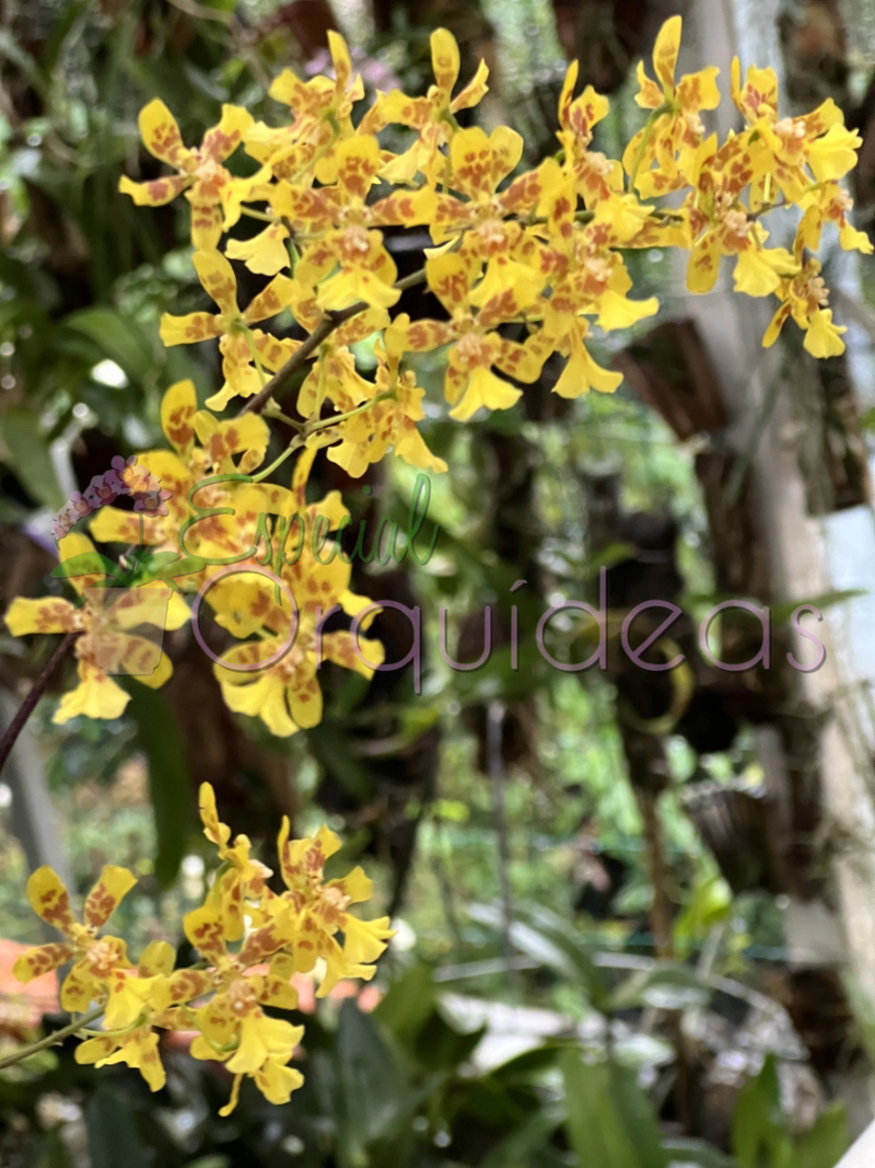 GRANDIPHYLLUM PULVINATUM X AURICULA