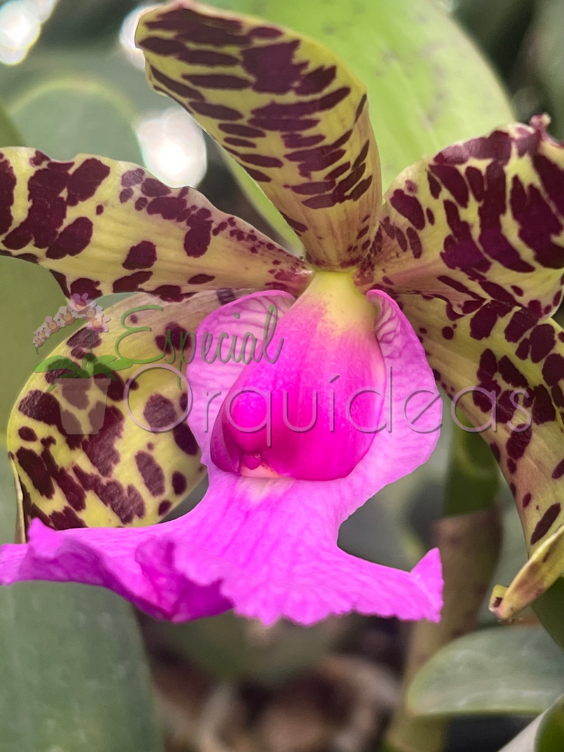 CATTLEYA ACLANDIAE AMARELADA COM LABELO ESCURO