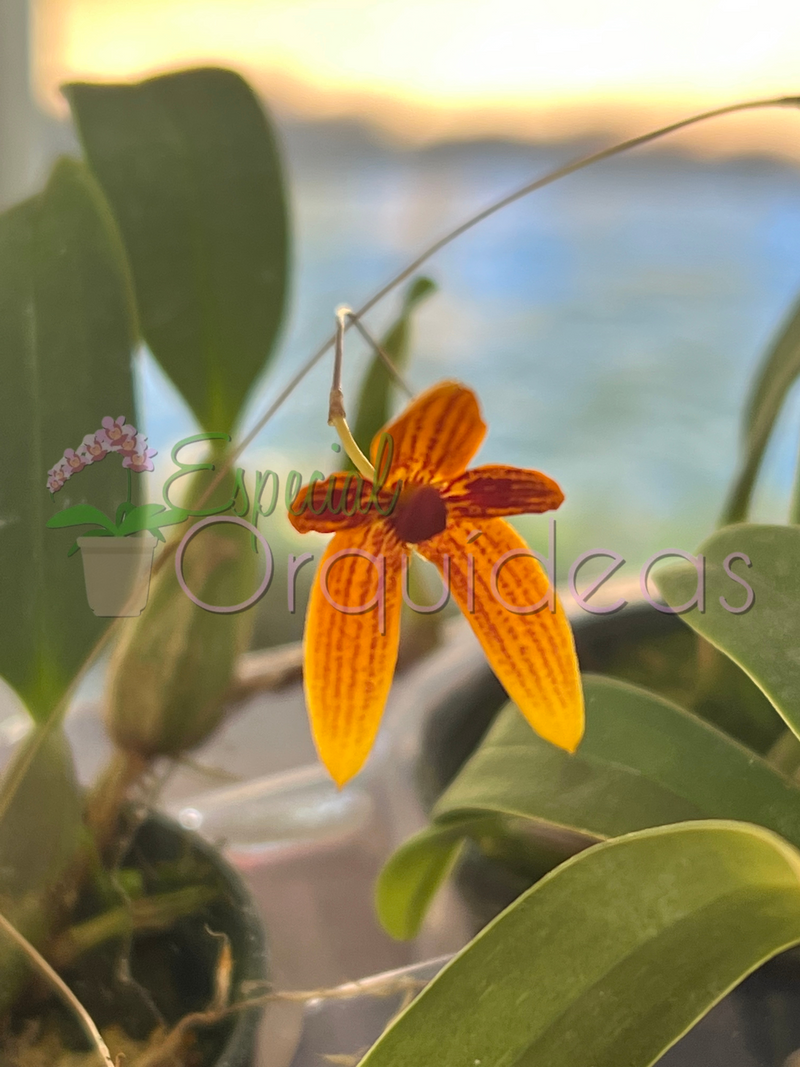 Bulbophyllum pardalotum (adulto)