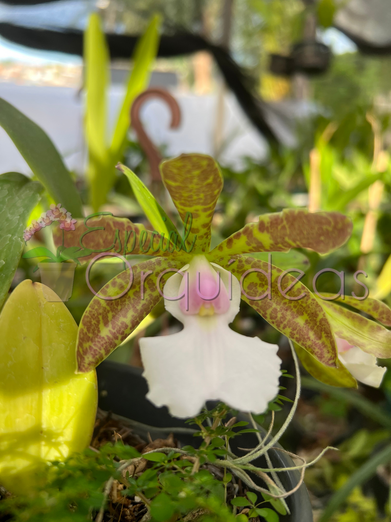 CATTLEYA ACLANDIAE ALBESCENS