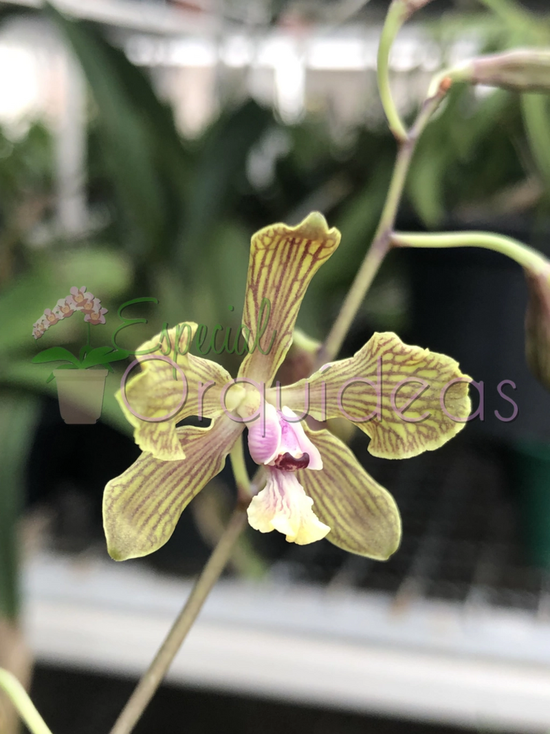 ENCYCLIA FOWLIEI