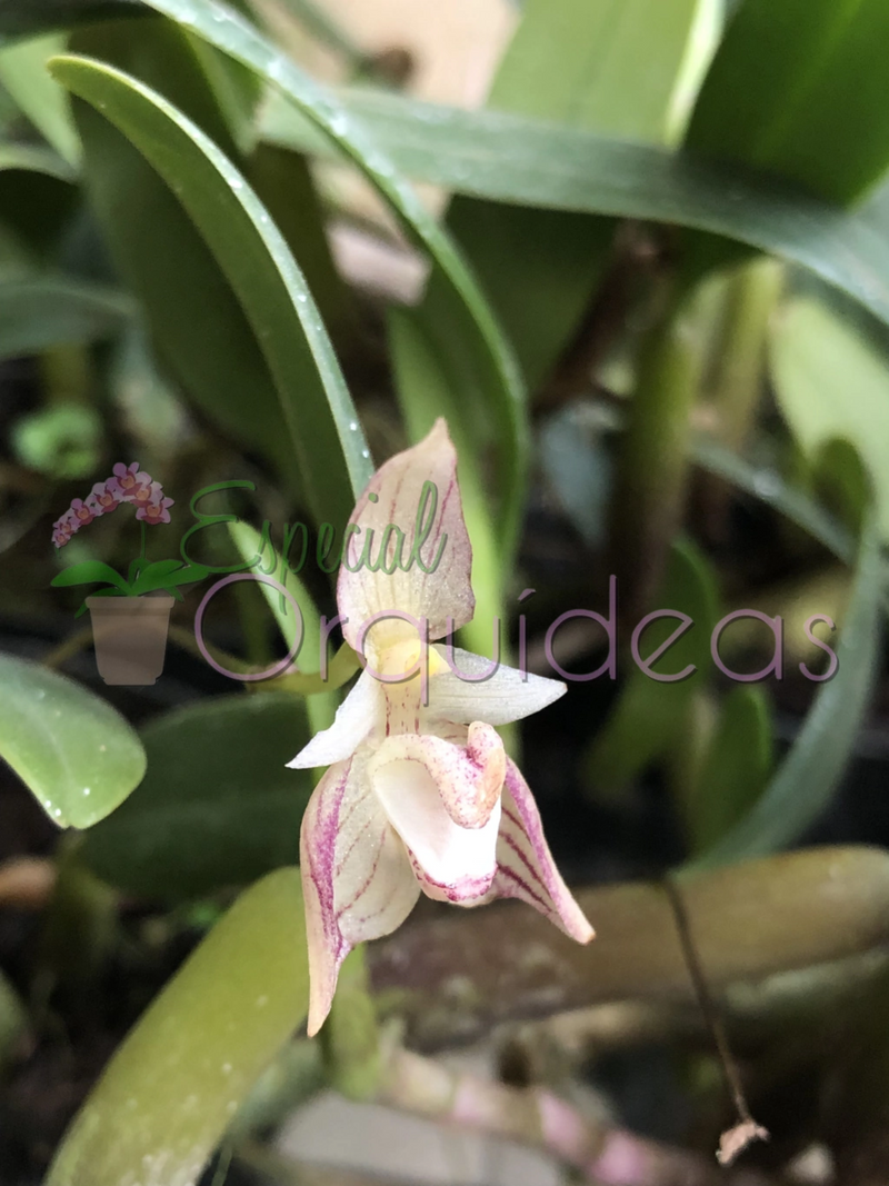 BULBOPHYLLUM AMBROSIA