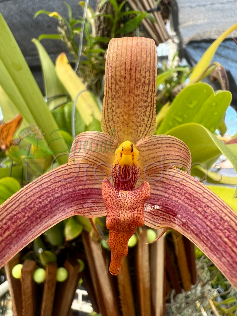 BULBOPHYLLUM JERSEY