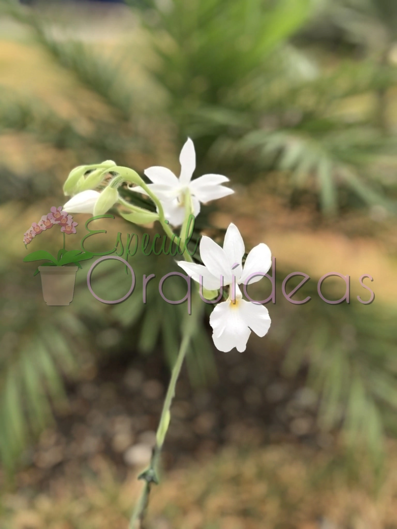 CALANTHE ALBA