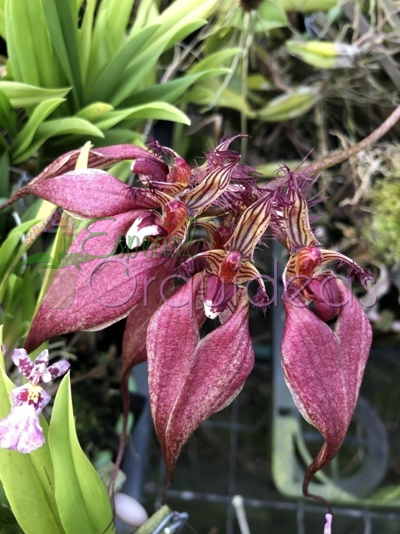 BULBOPHYLLUM ROTHSCHILDIANUM