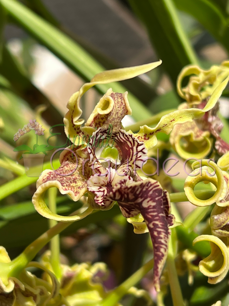 DENDROBIUM SPECTABILE