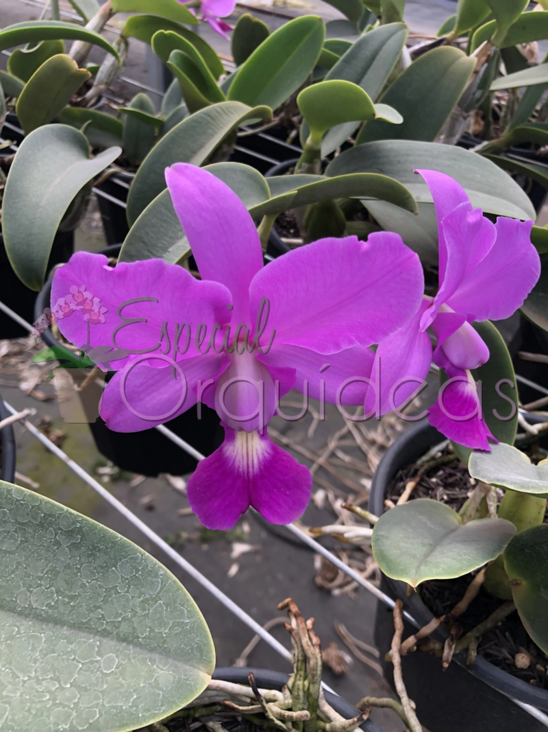 CATTLEYA WALKERIANA TIPO CRUZAMENTOS VARIADOS