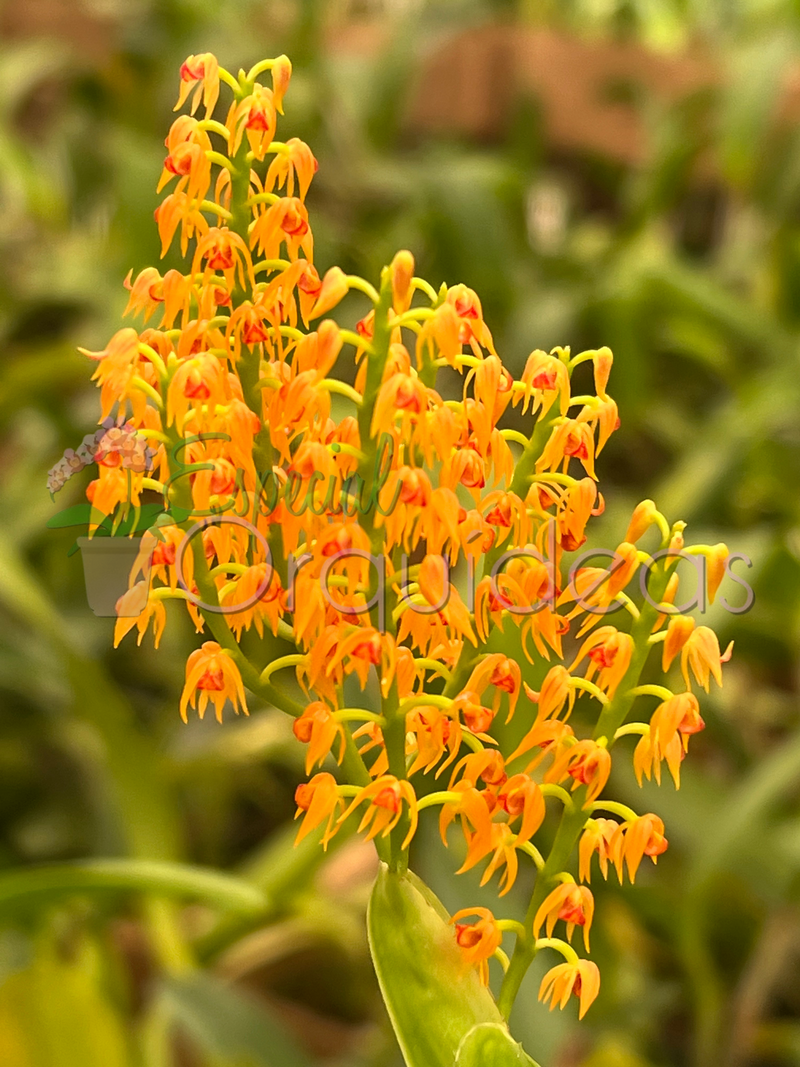 POLYSTACHIA PANICULATA (ADULTA)