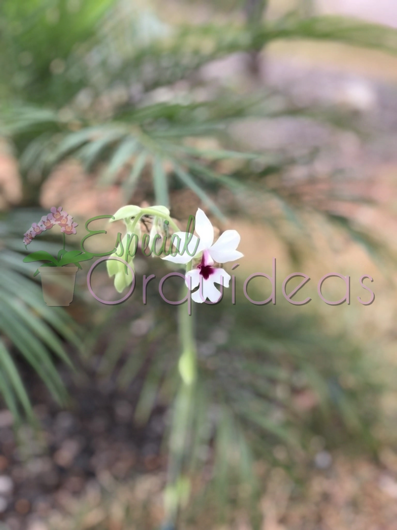 CALANTHE SEMI ALBA