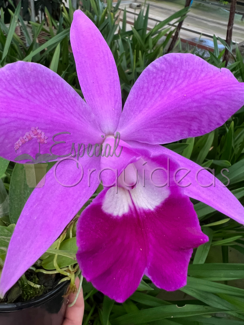 LAÉLIA PUMILA TIPO ADULTA (FLOR GRANDE)