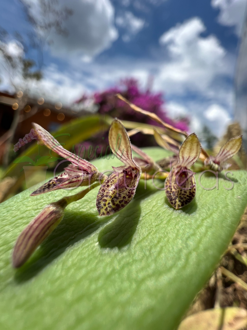 PLEUROTHALLIS TERES (MICRO)