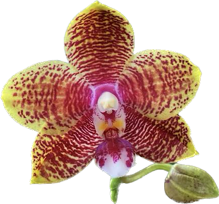 PHALAENOPSIS SOGO