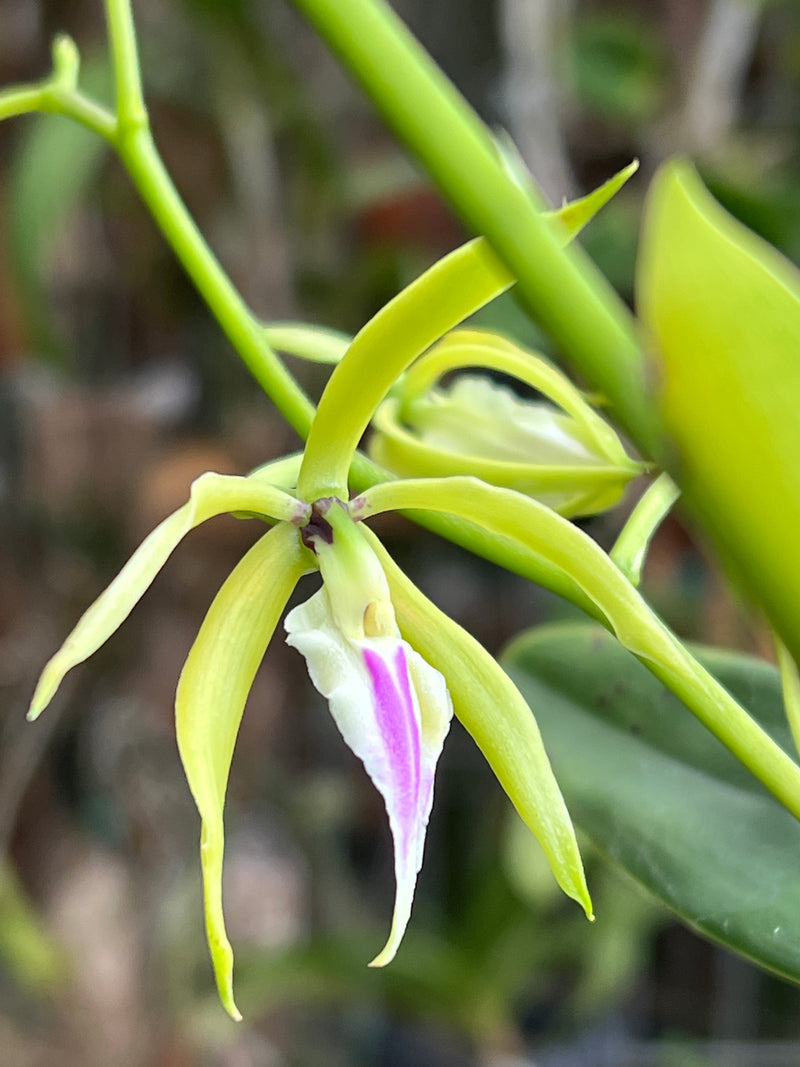 PANARICA IONOCENTRA