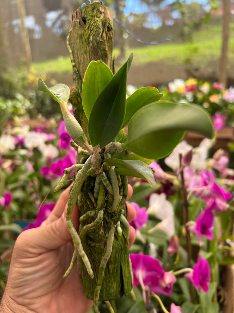 Cattleya Dolosa x C Walkeriana Alba (Pré adulta Plantada em troncos)